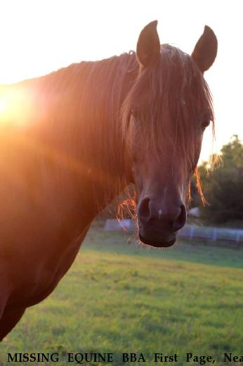 MISSING EQUINE BBA First Page, Near Gainesville, TX, 76240